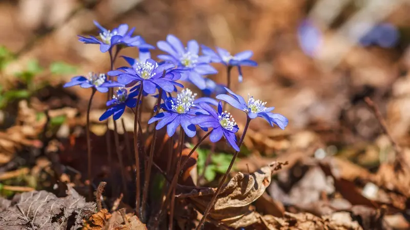 vårblommor