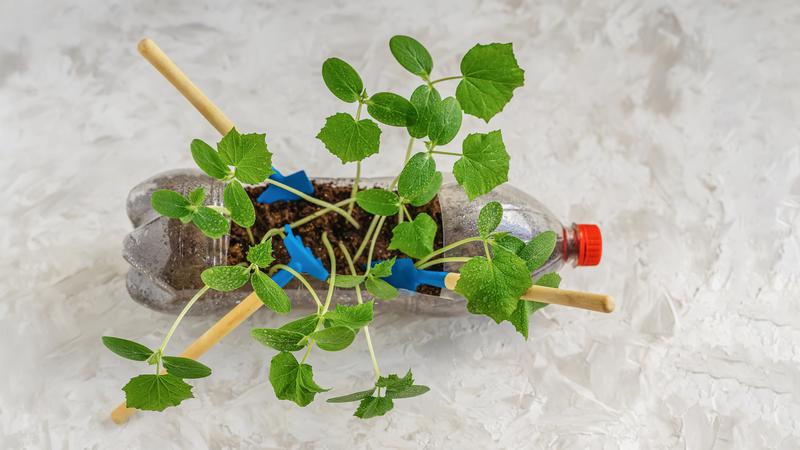 Ur en plastflaska växer gröna skott och bredvid syns tre spadar