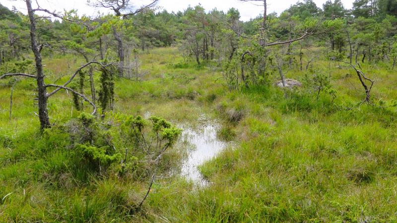Kärrmyr med gräs och vatten med små tallar och ensbuskar