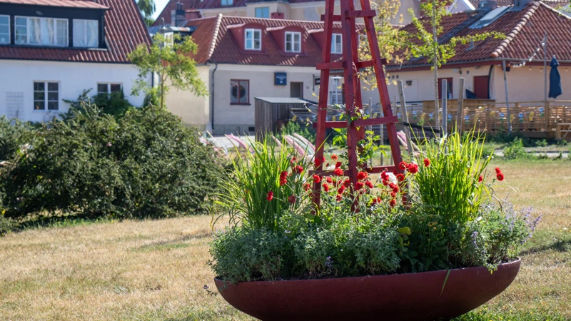 De återanvända, rödmålade blomsterurnorna finns för att bidra med färg och blomsterprakt på Södertorg.