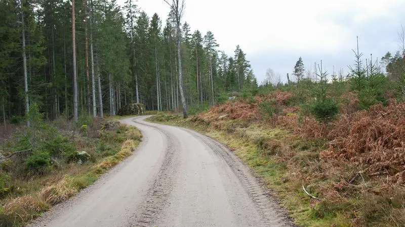 En grusväg mitt i en skog