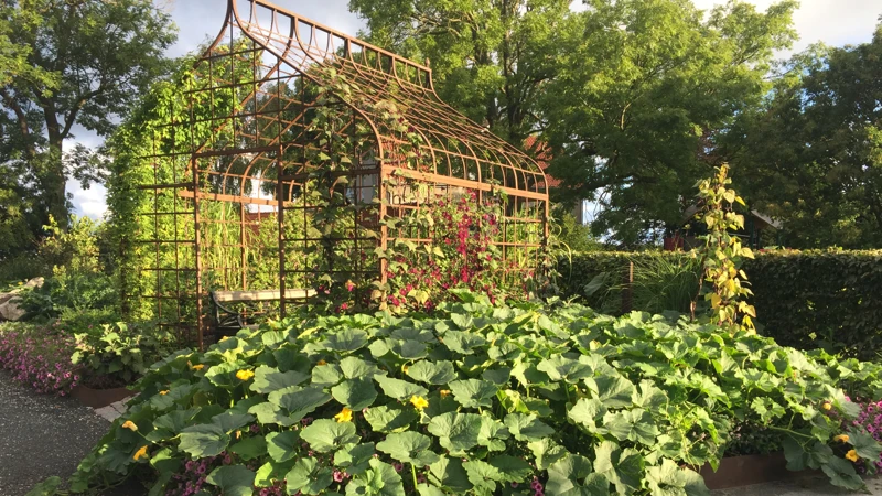 Pergola i botaniska trädgården