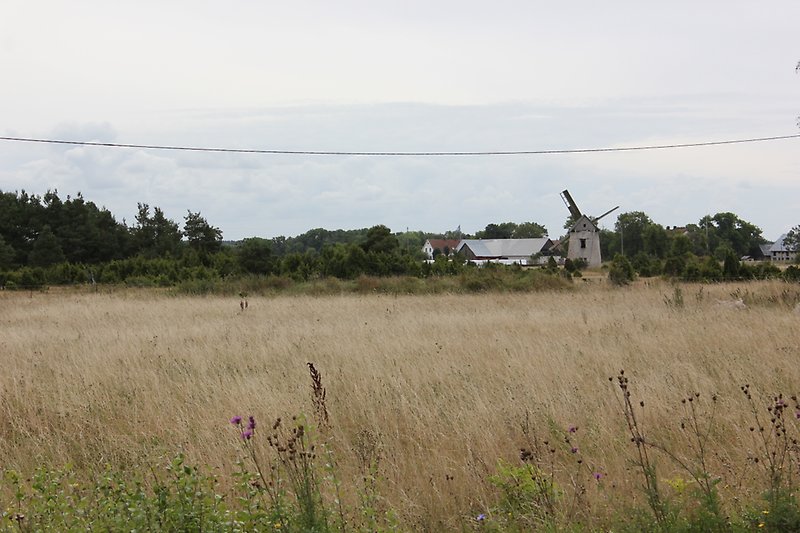 På slutet av fältet, närmare ett bostadsområde, ser man en kvarn.